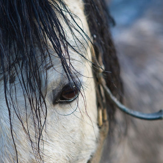 Hoe herken je dat je paard het koud heeft?