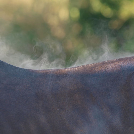 Het scheren van je paard, waarom en waar let je op?