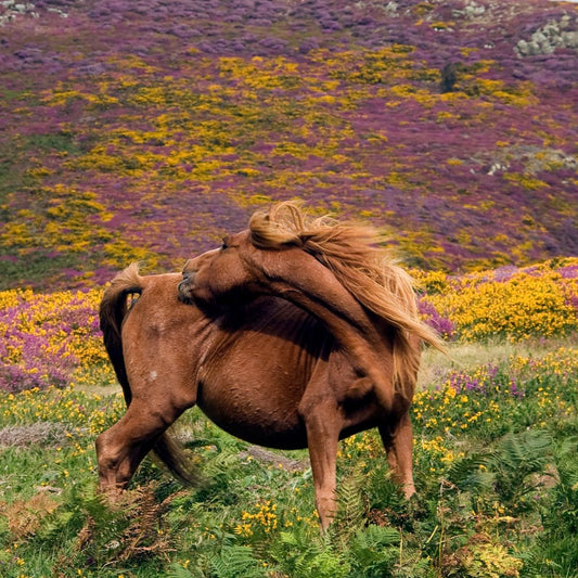 Zomereczeem bij Paarden: Oorzaken, Symptomen en Behandeling