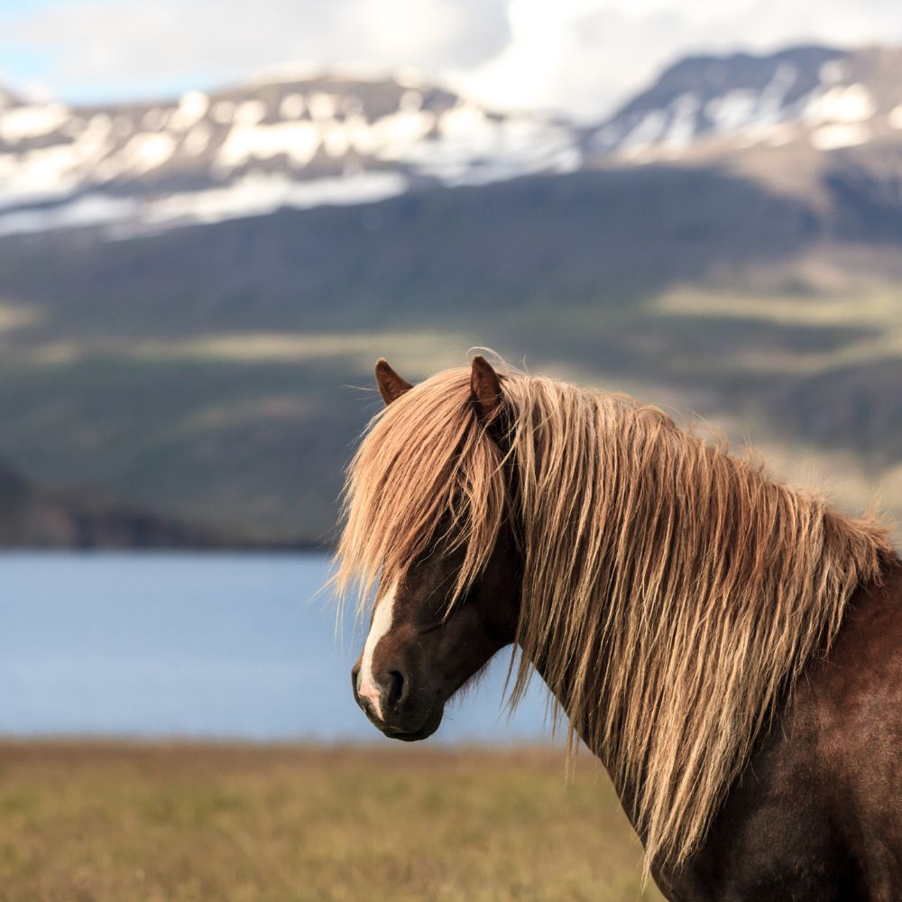 IJslands paard in de wei
