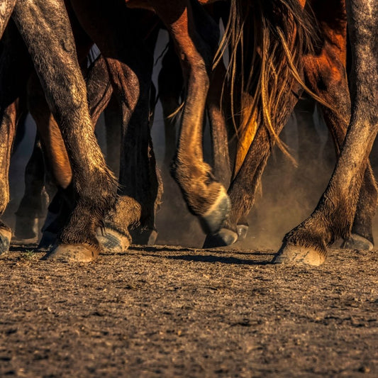 Mok bij paarden: Een veelvoorkomend probleem en hoe het te voorkomen
