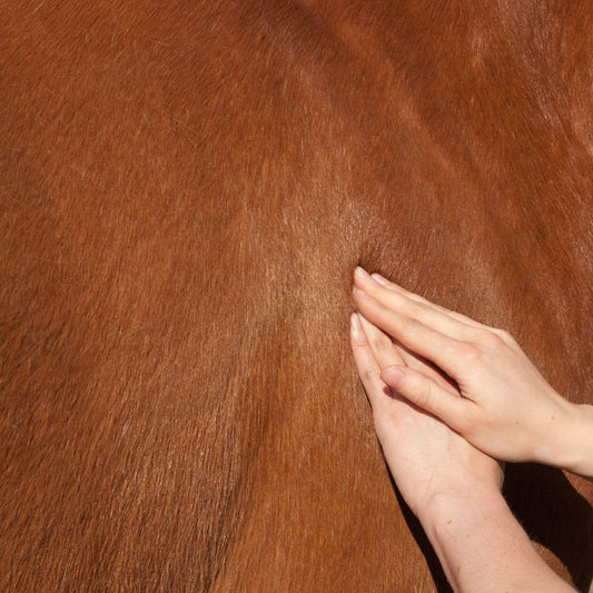Behandeling sportmassage paard